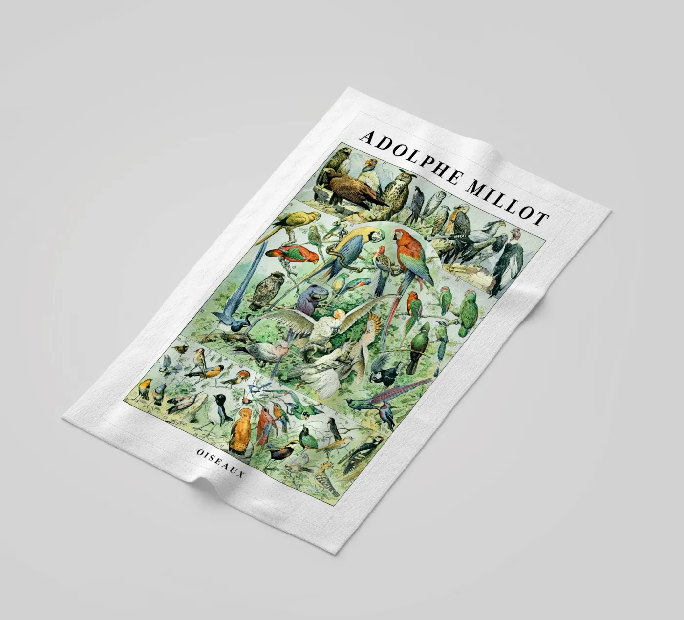 Uccelli telo mare da Rob Lewis