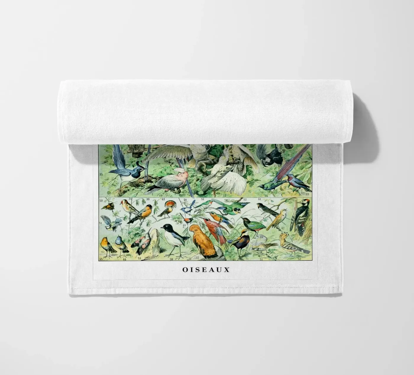 Uccelli telo mare da Rob Lewis