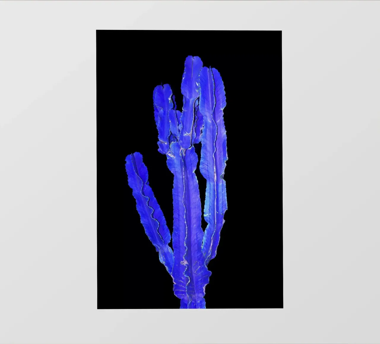 Cactus 1 telo in pvc da rafael campezato