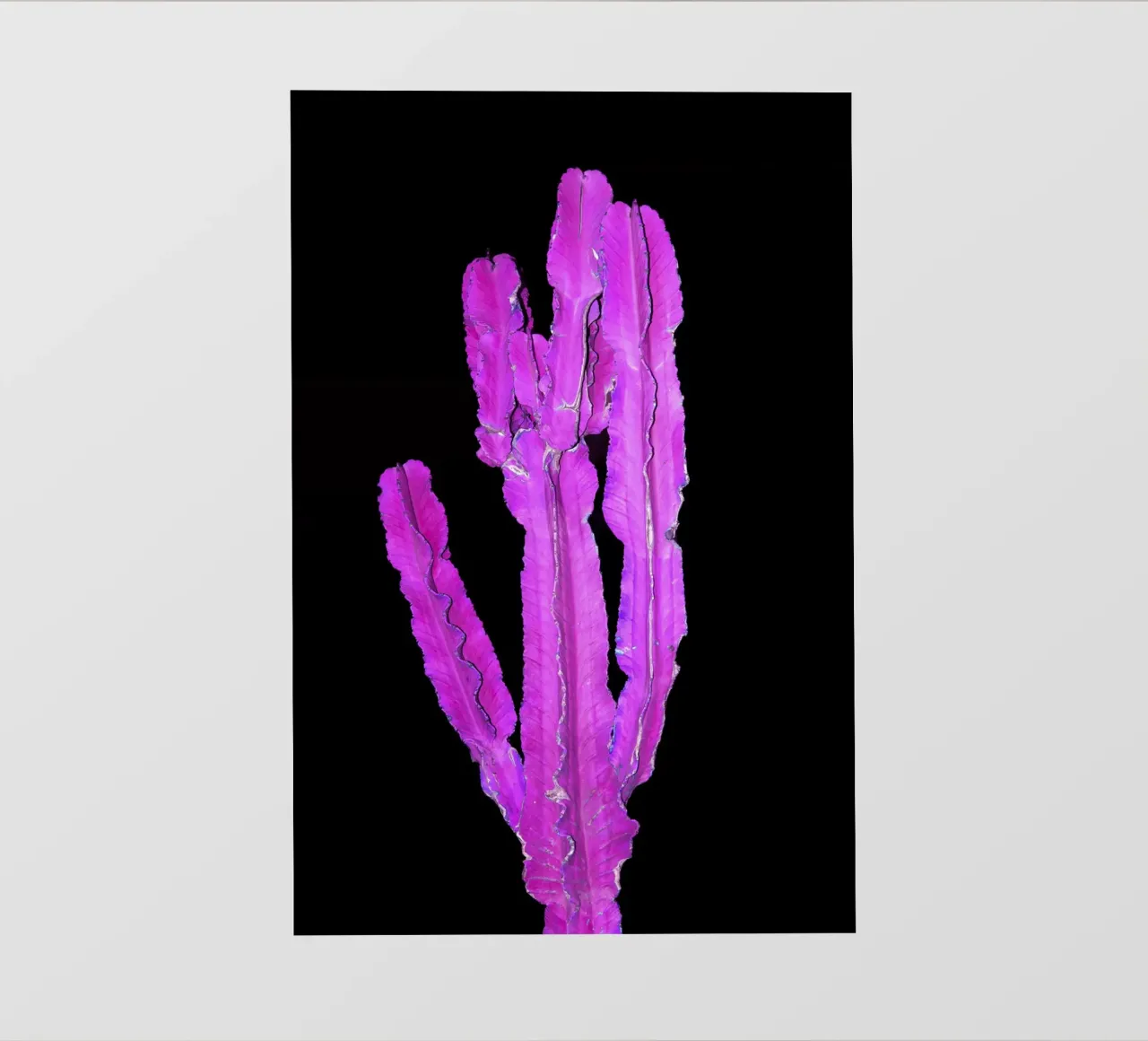 Cactus 2 pellicola backlit da rafael campezato