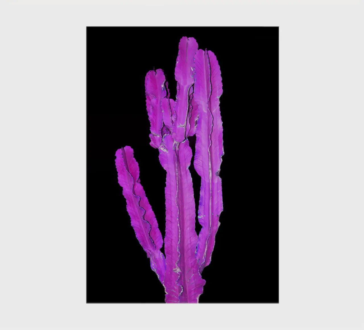 Cactus 2 notebook by rafael campezato