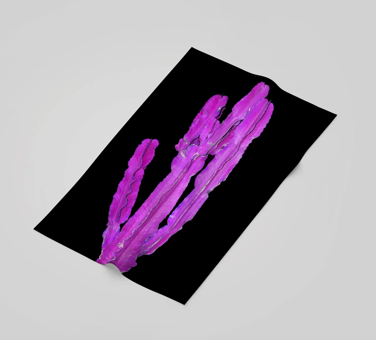 Cactus 2 telo mare da rafael campezato