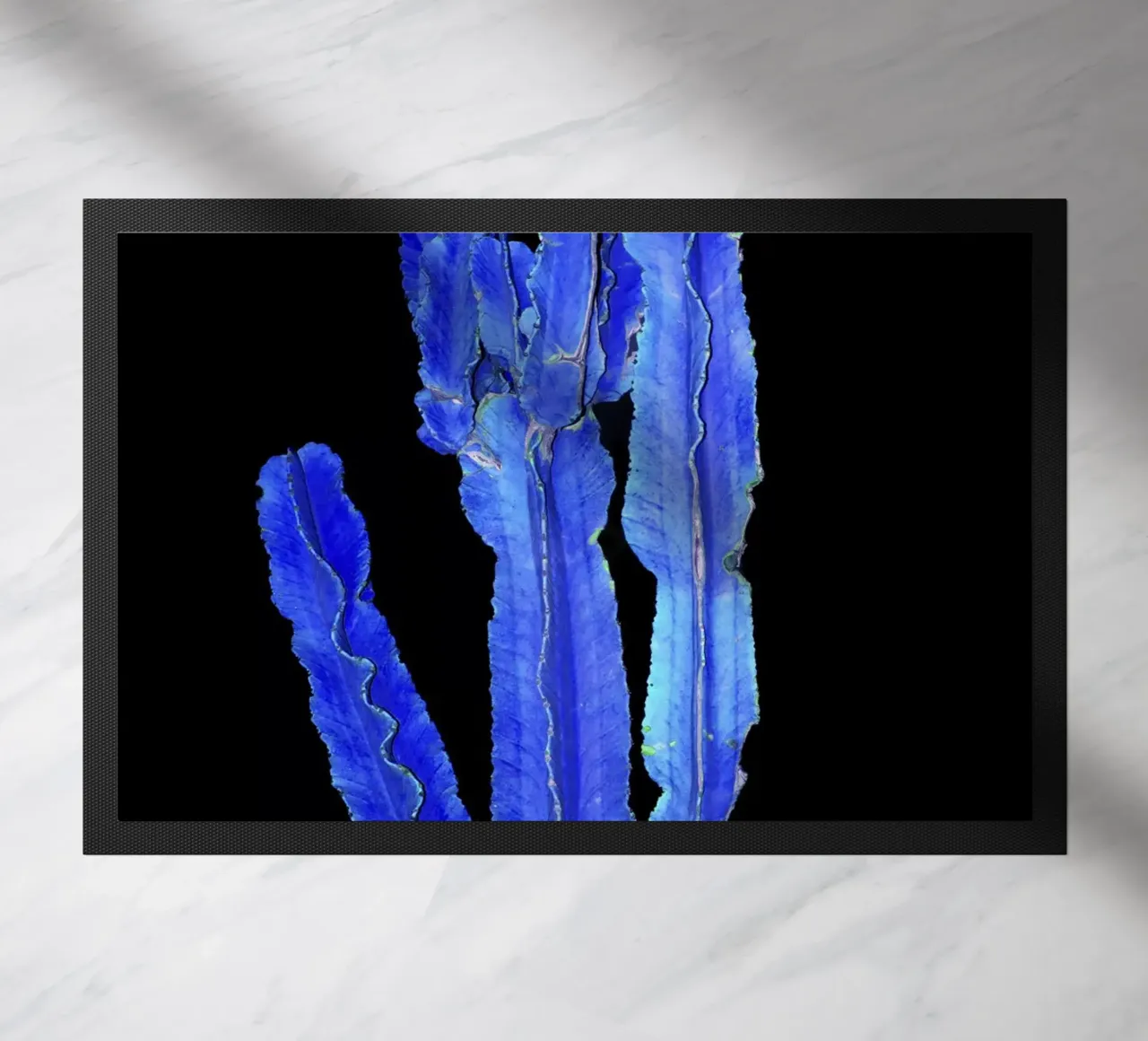 Cactus 3 zerbino da rafael campezato