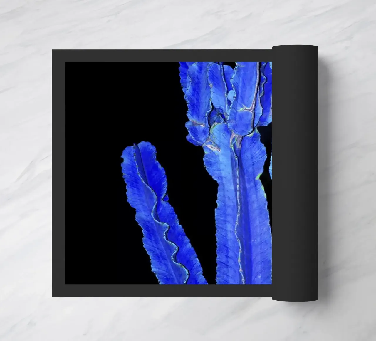 Cactus 3 zerbino da rafael campezato