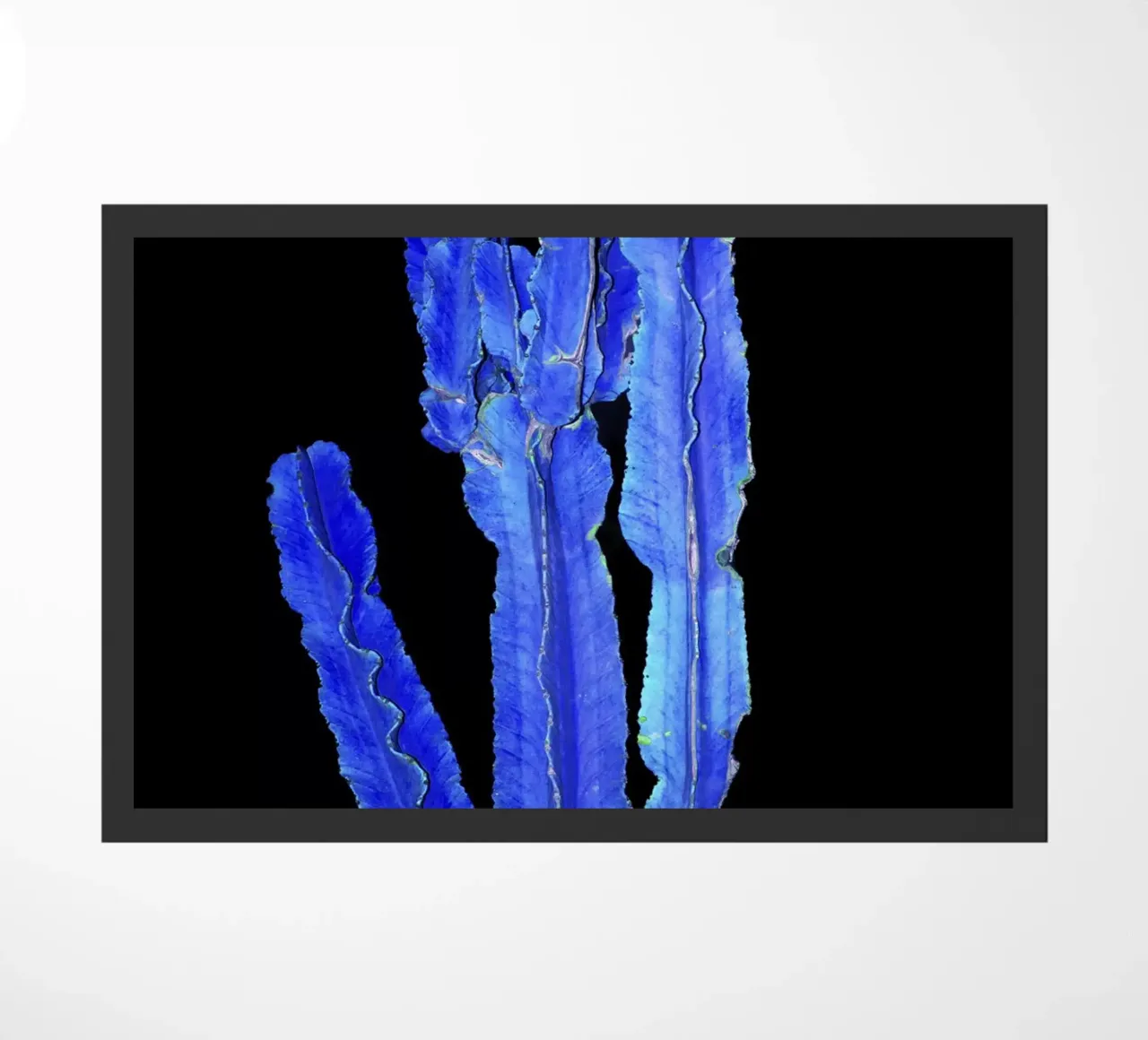 Cactus 3 zerbino da rafael campezato