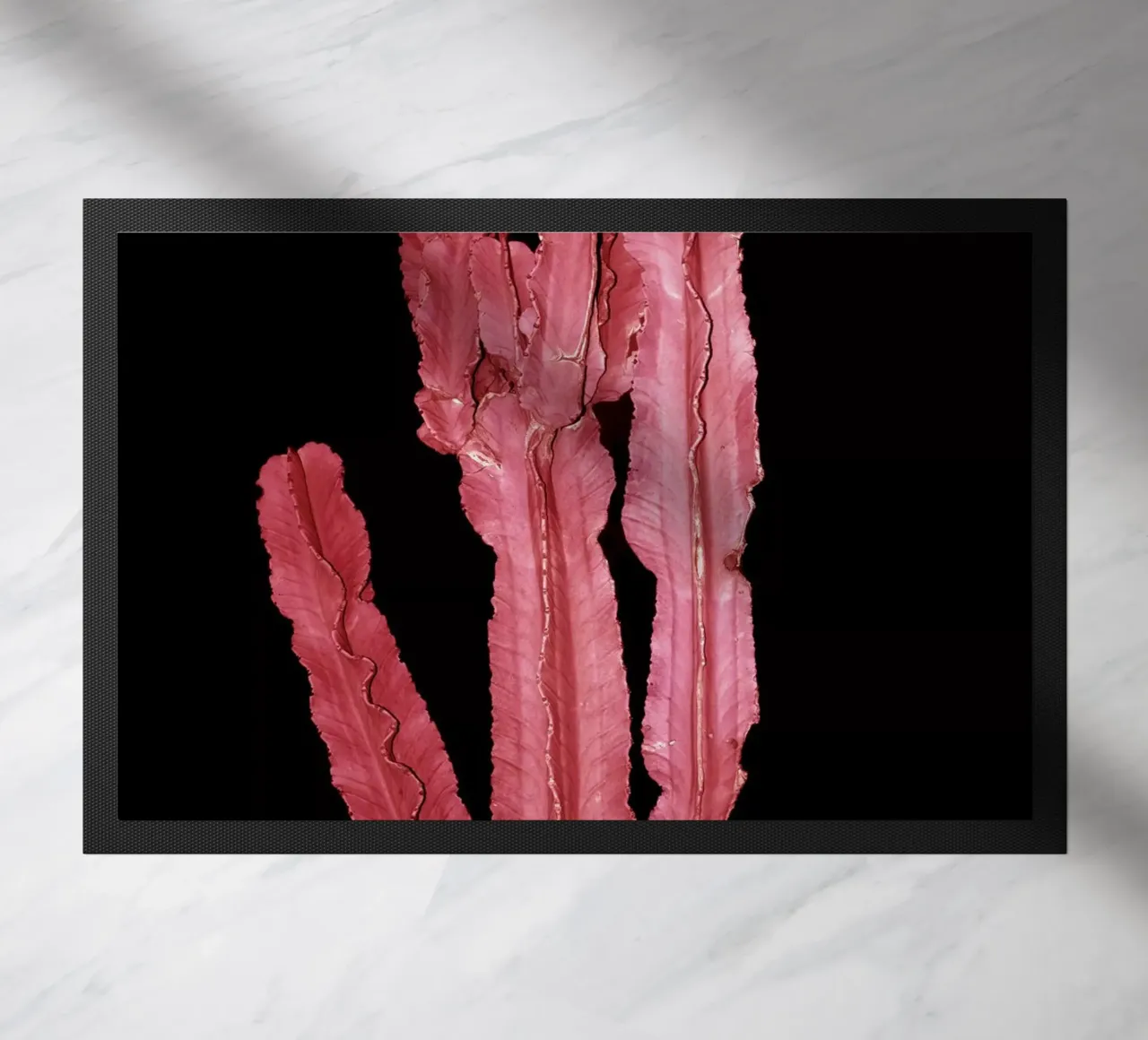 Cactus 4 zerbino da rafael campezato