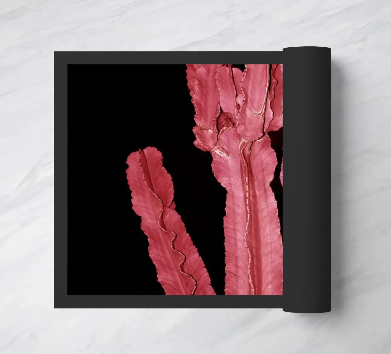 Cactus 4 zerbino da rafael campezato