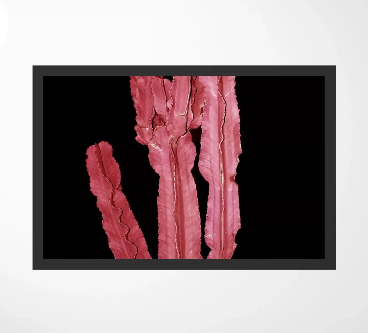 Cactus 4 zerbino da rafael campezato