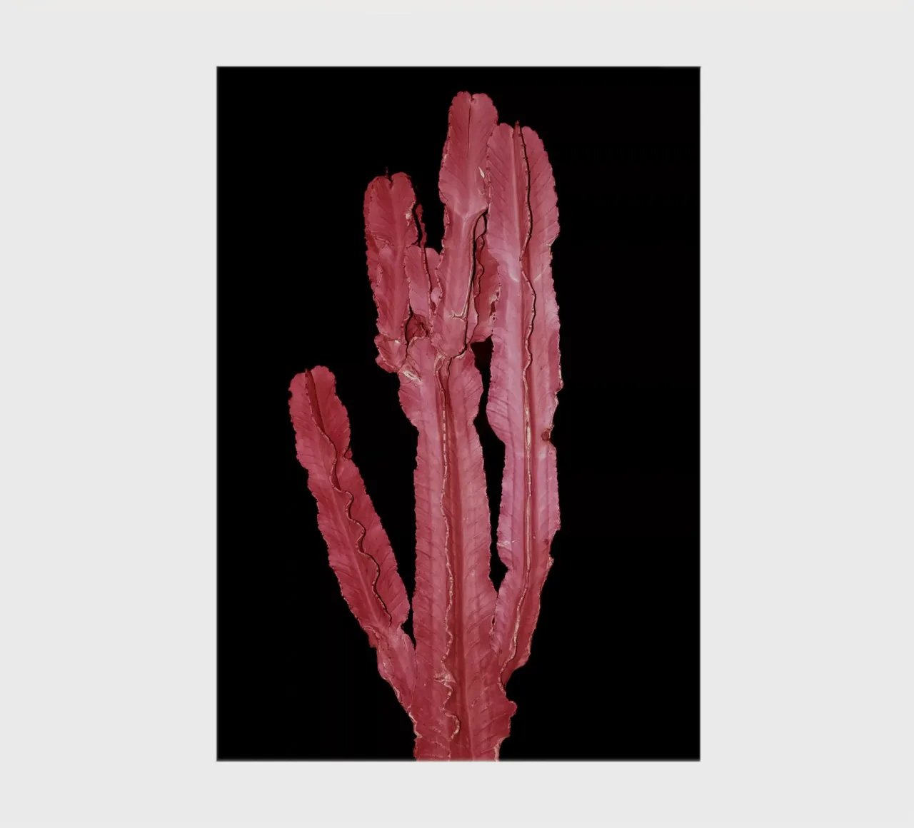 Cactus 4 notebook by rafael campezato
