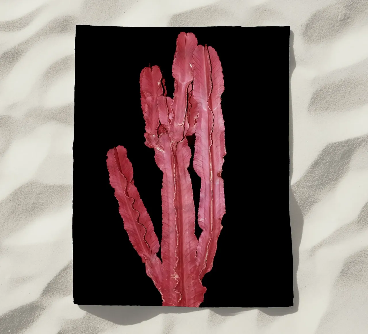 Cactus 4 telo mare da rafael campezato