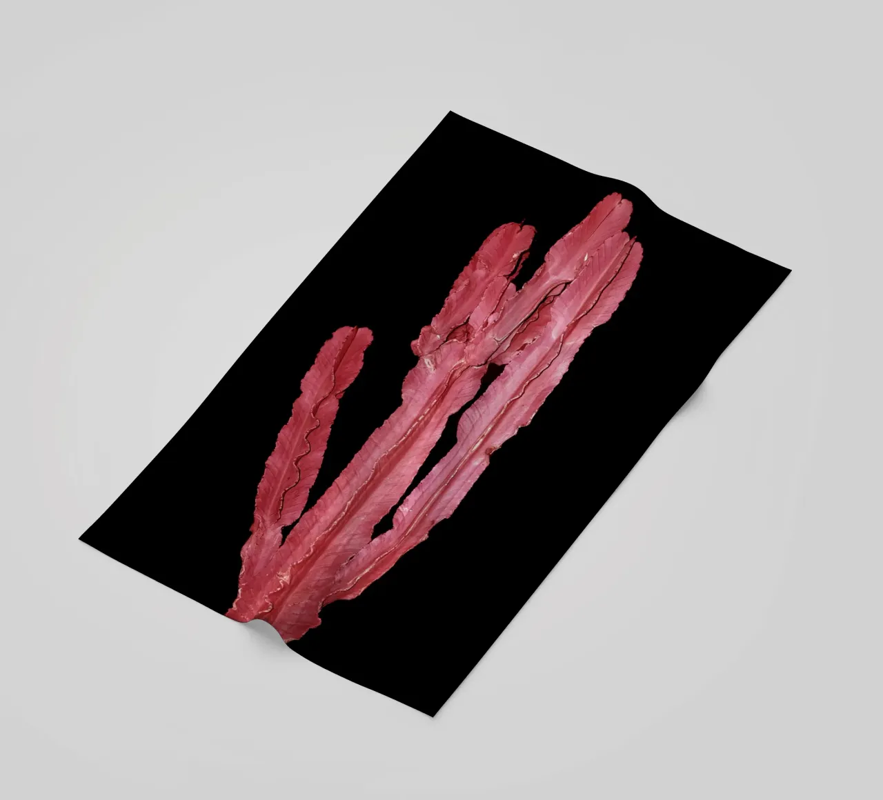 Cactus 4 telo mare da rafael campezato