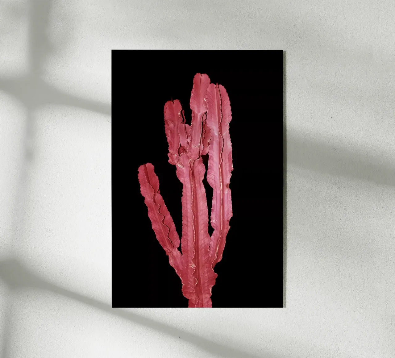 Cactus 4 plexiglass da rafael campezato