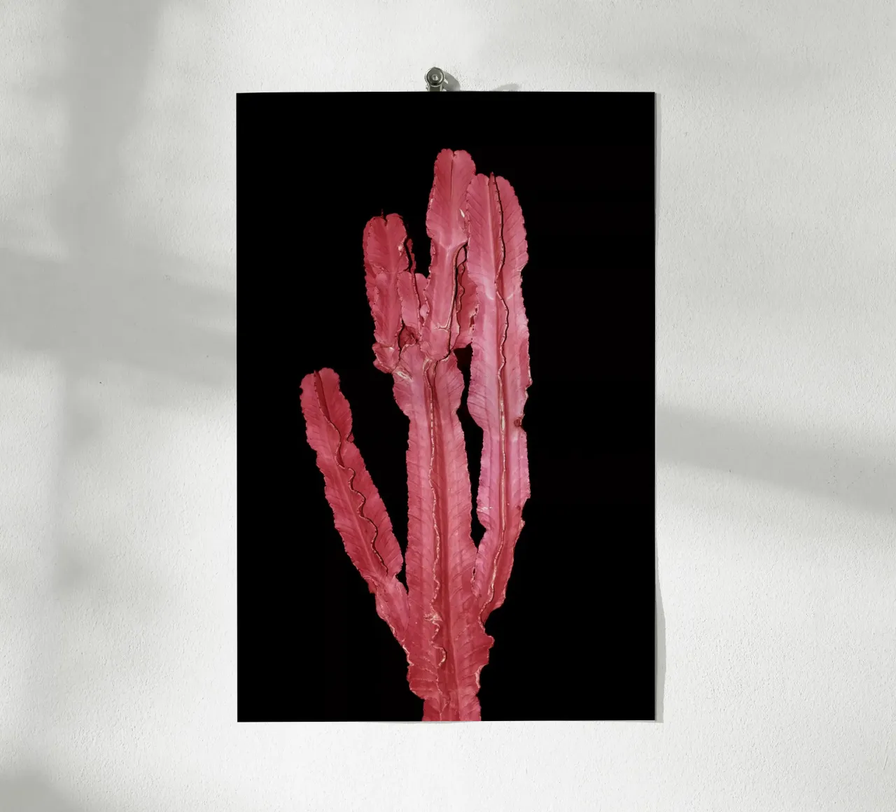 Cactus 4 carta hahnemühle da rafael campezato