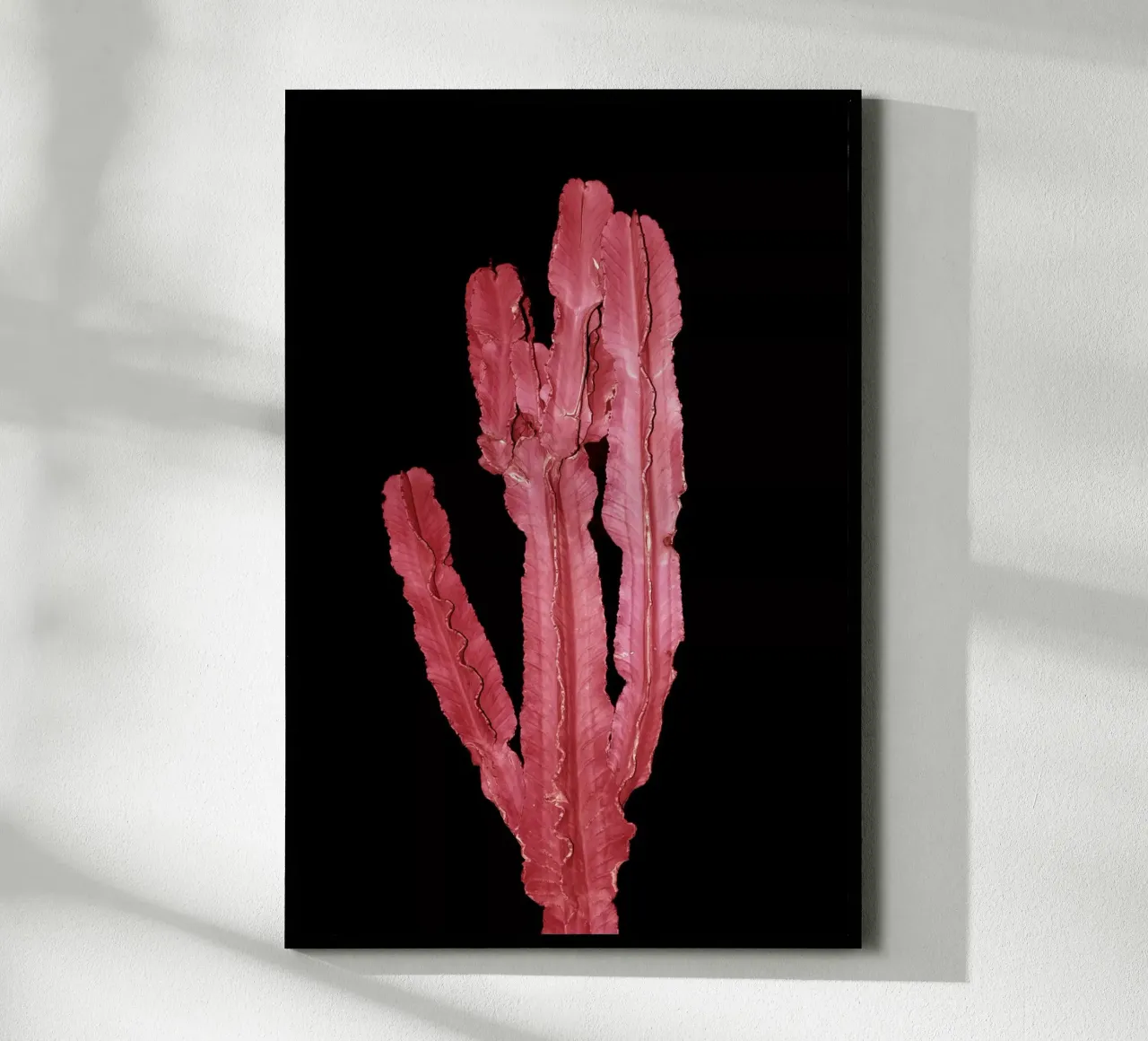 Cactus 4 carta hahnemühle da rafael campezato