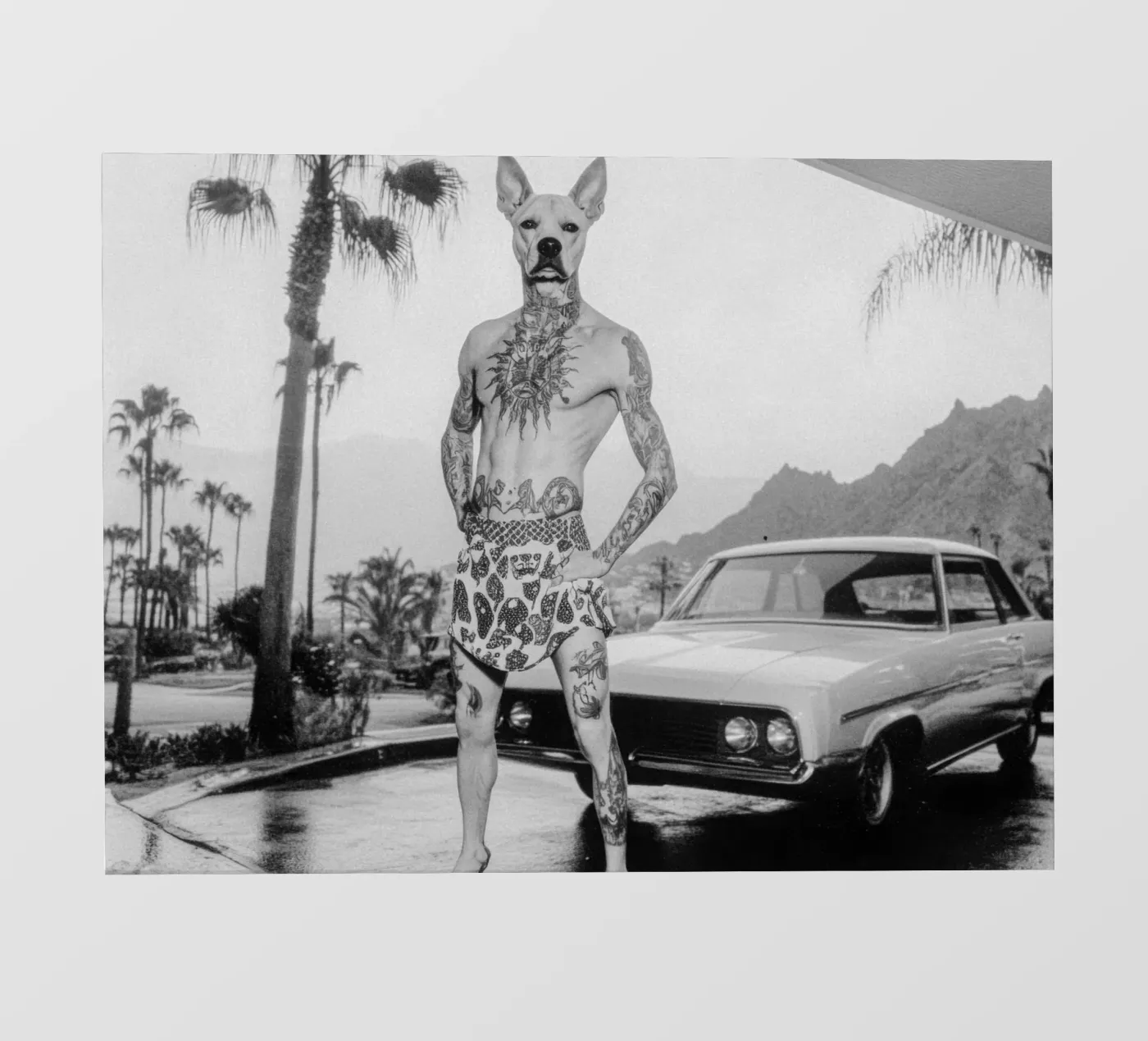 Luan Fototapete von Affiches Chien Originales – Dogland