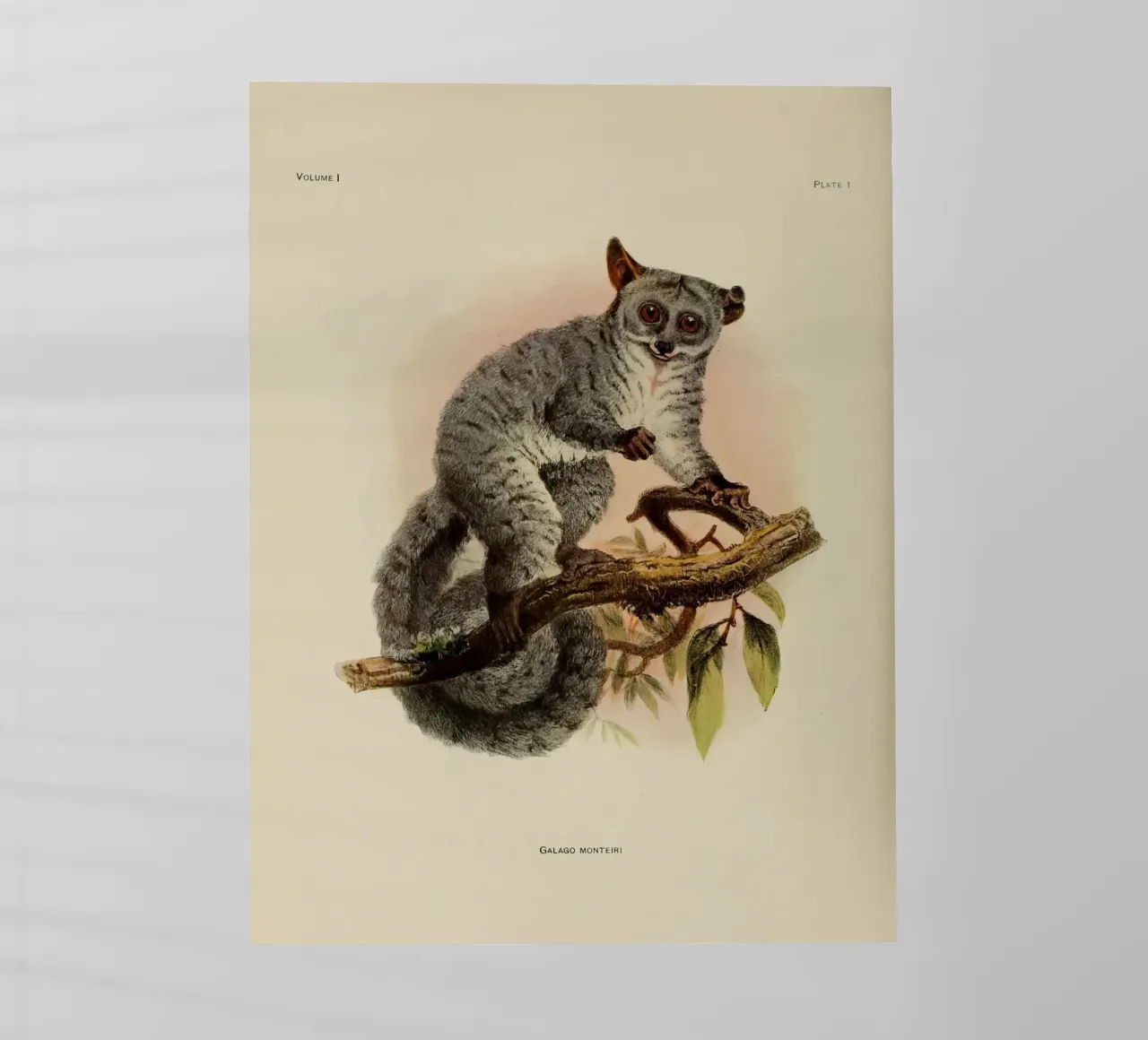 Poco pellicola backlit da vintagebotanics