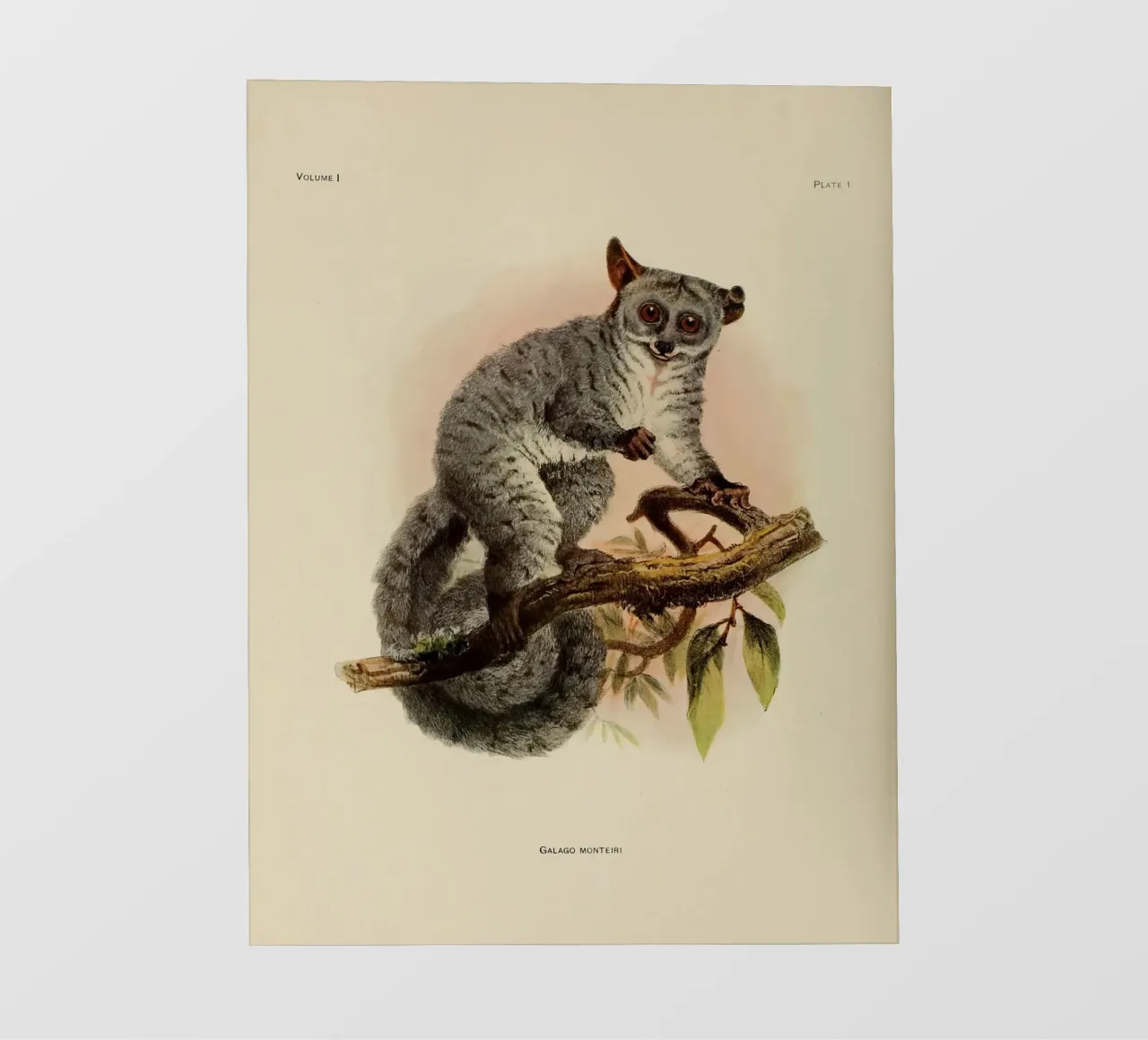 Poco fotobehang van vintagebotanics