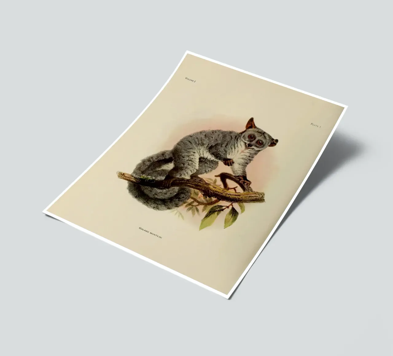 Poco sticker sheet by vintagebotanics