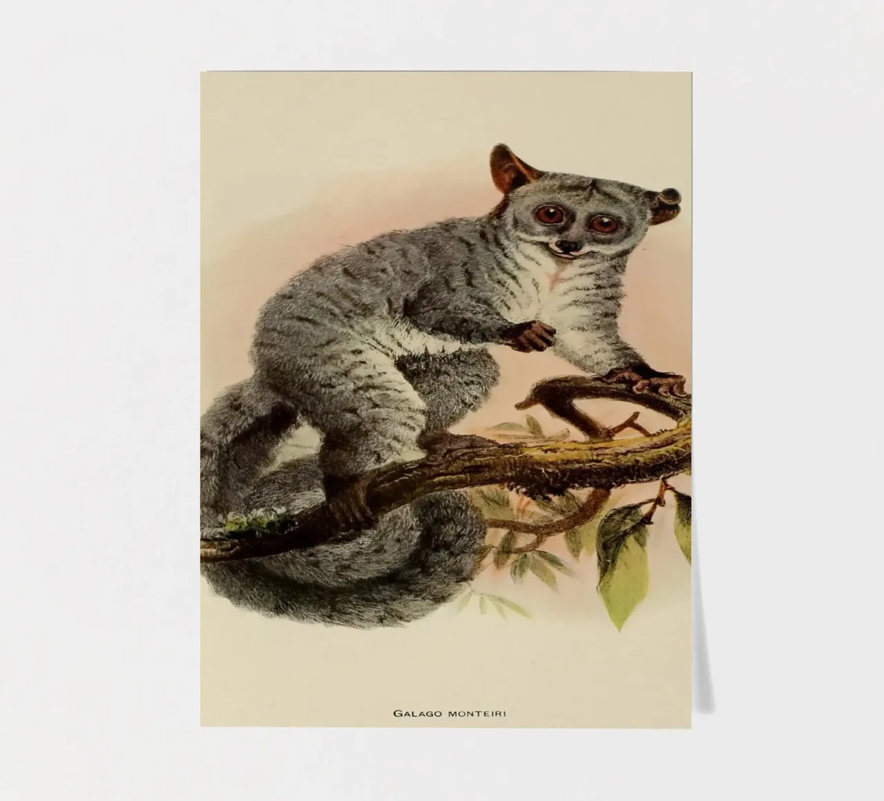 Poco sticker sheet by vintagebotanics