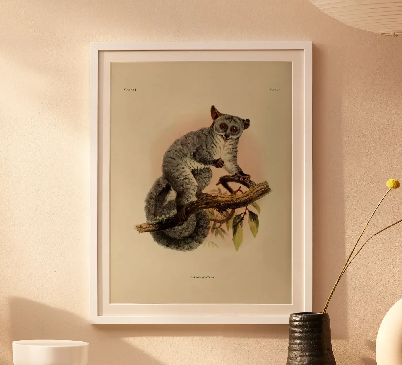 Poco Poster von vintagebotanics