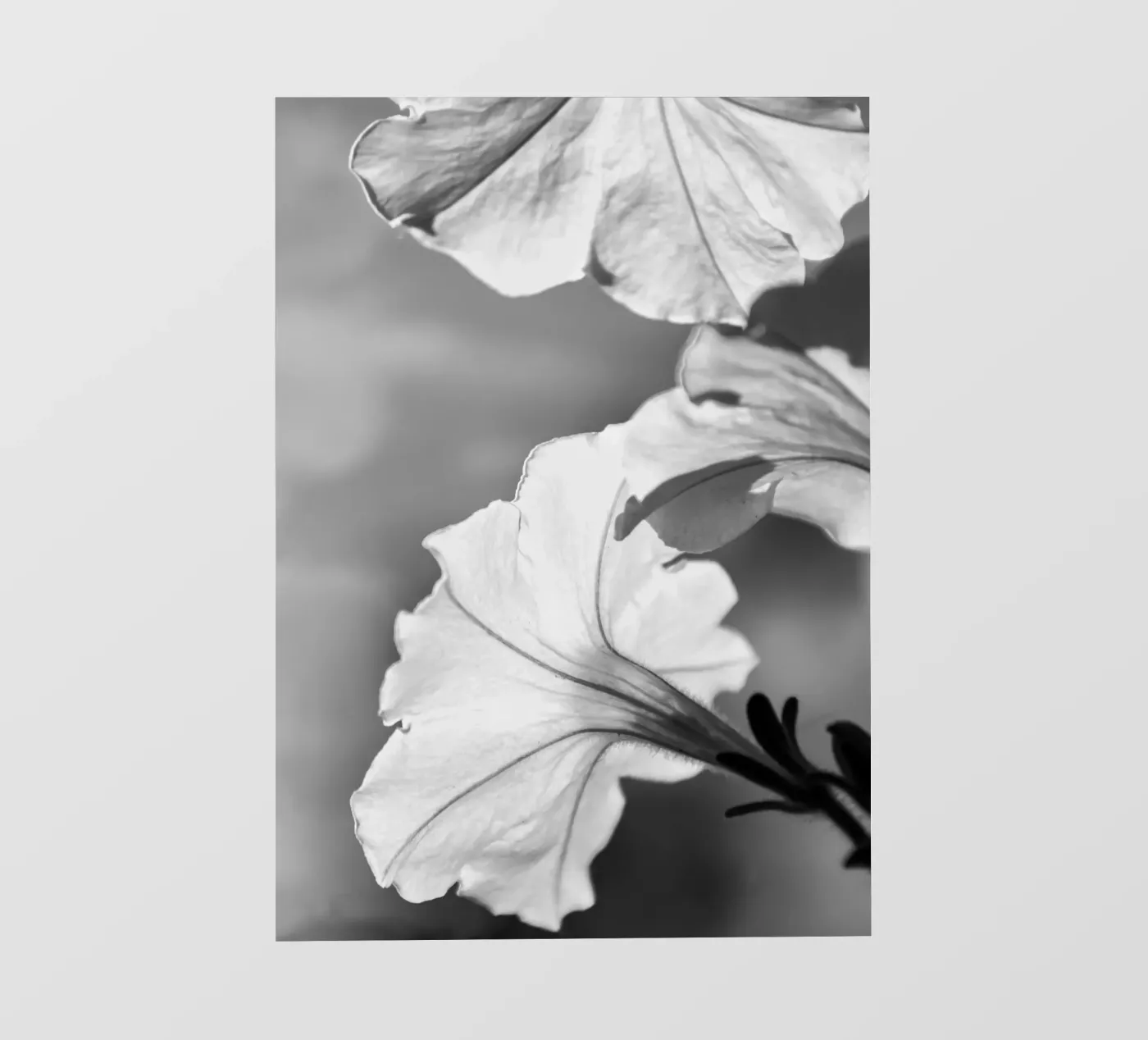 Flora 2 fotobehang van rafael campezato - black and white