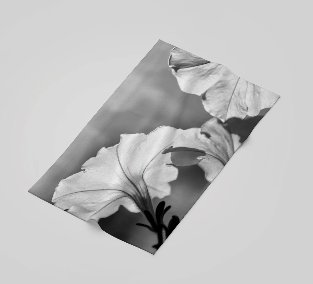 Flora 2 telo mare da rafael campezato