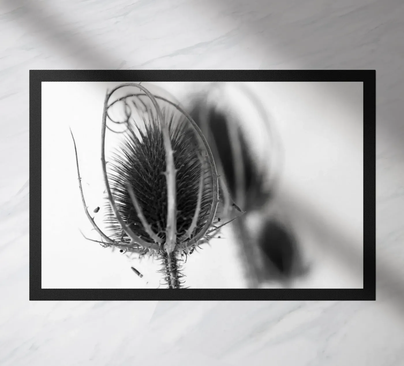 Flora 5 zerbino da rafael campezato