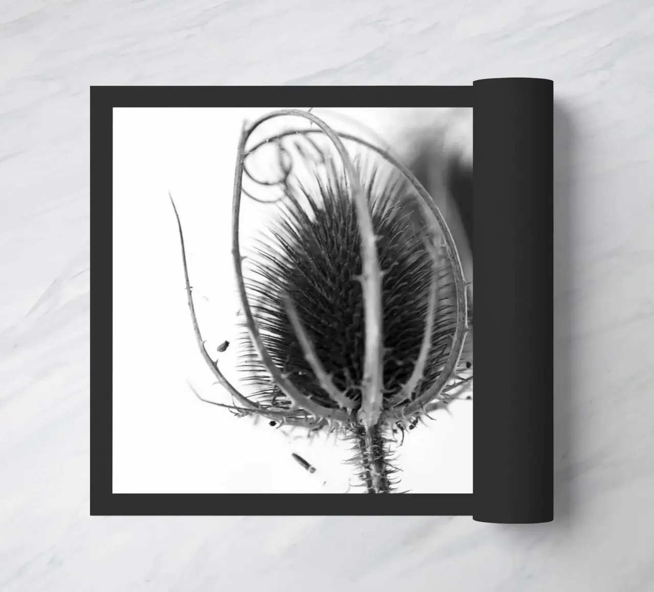 Flora 5 zerbino da rafael campezato