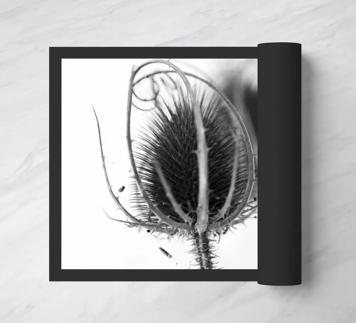 Flora 5 zerbino da rafael campezato