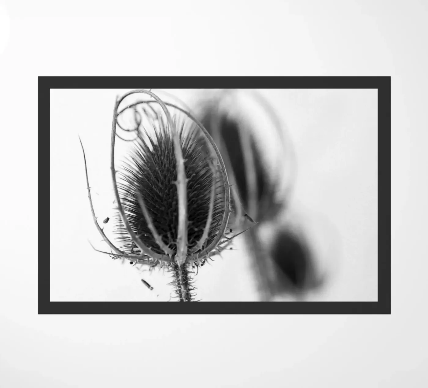 Flora 5 zerbino da rafael campezato