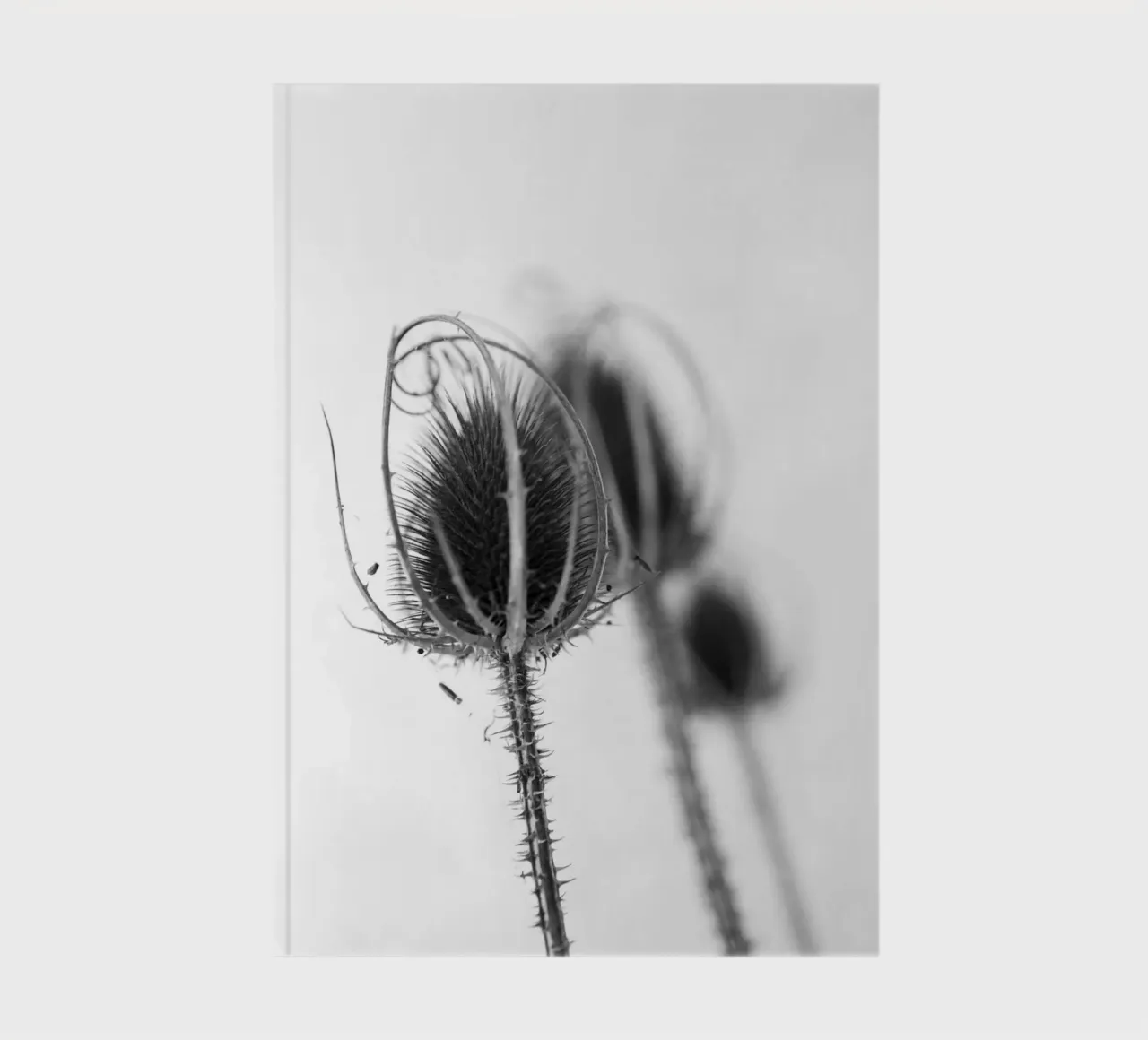 Flora 5 notebook by rafael campezato