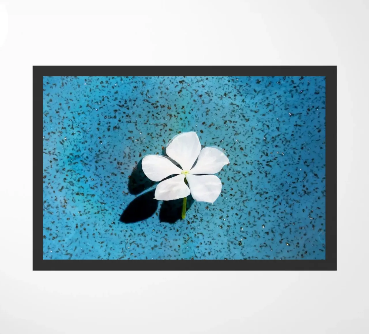 Flora 7 zerbino da rafael campezato