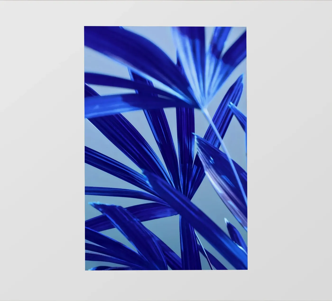 Flora 8 pellicola backlit da rafael campezato