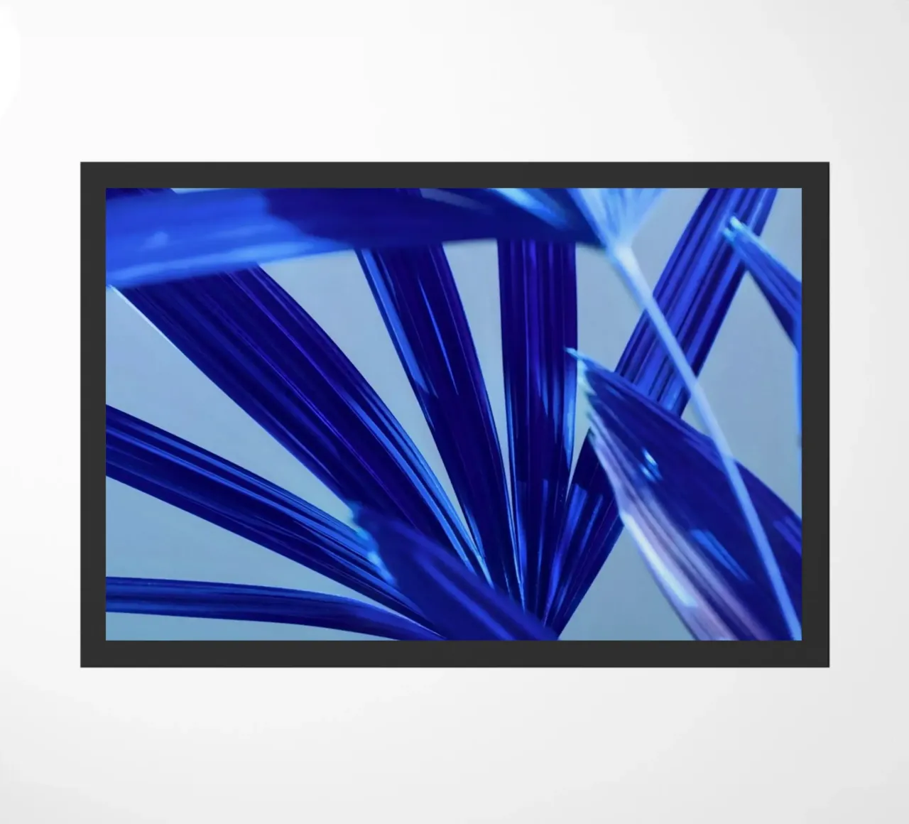 Flora 8 zerbino da rafael campezato