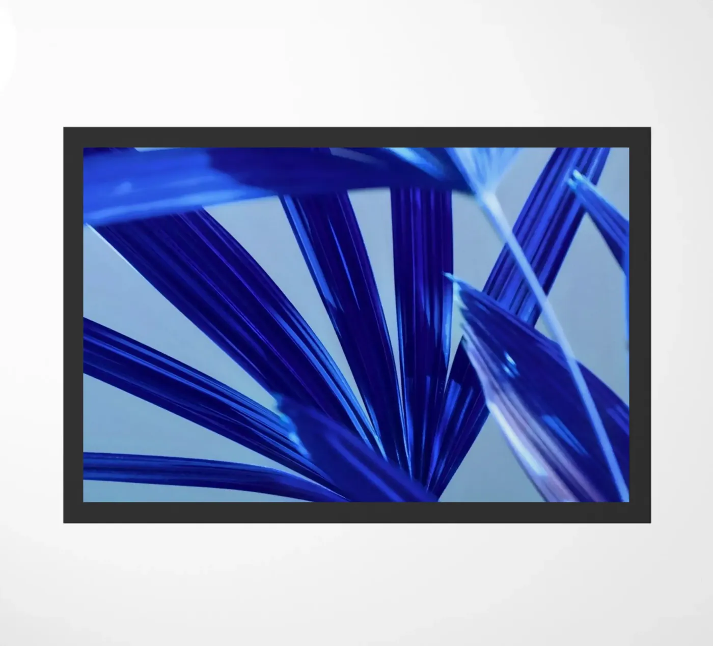 Flora 8 zerbino da rafael campezato