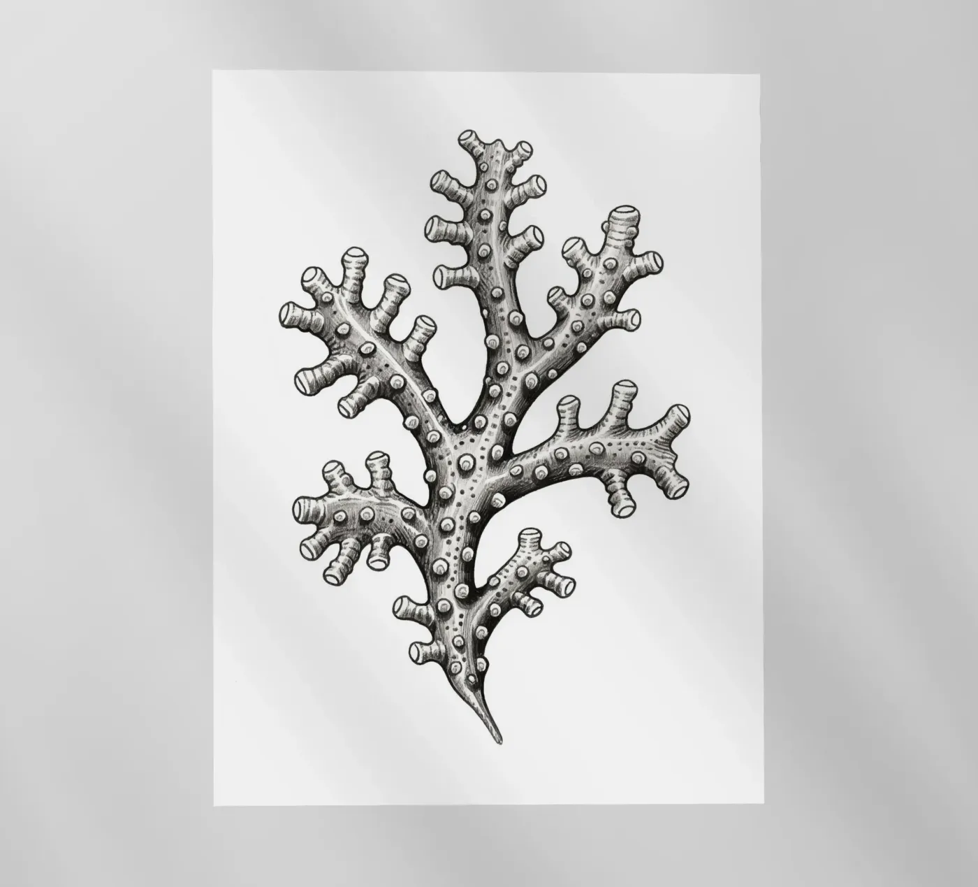 Barnacles pellicola backlit da knowledge