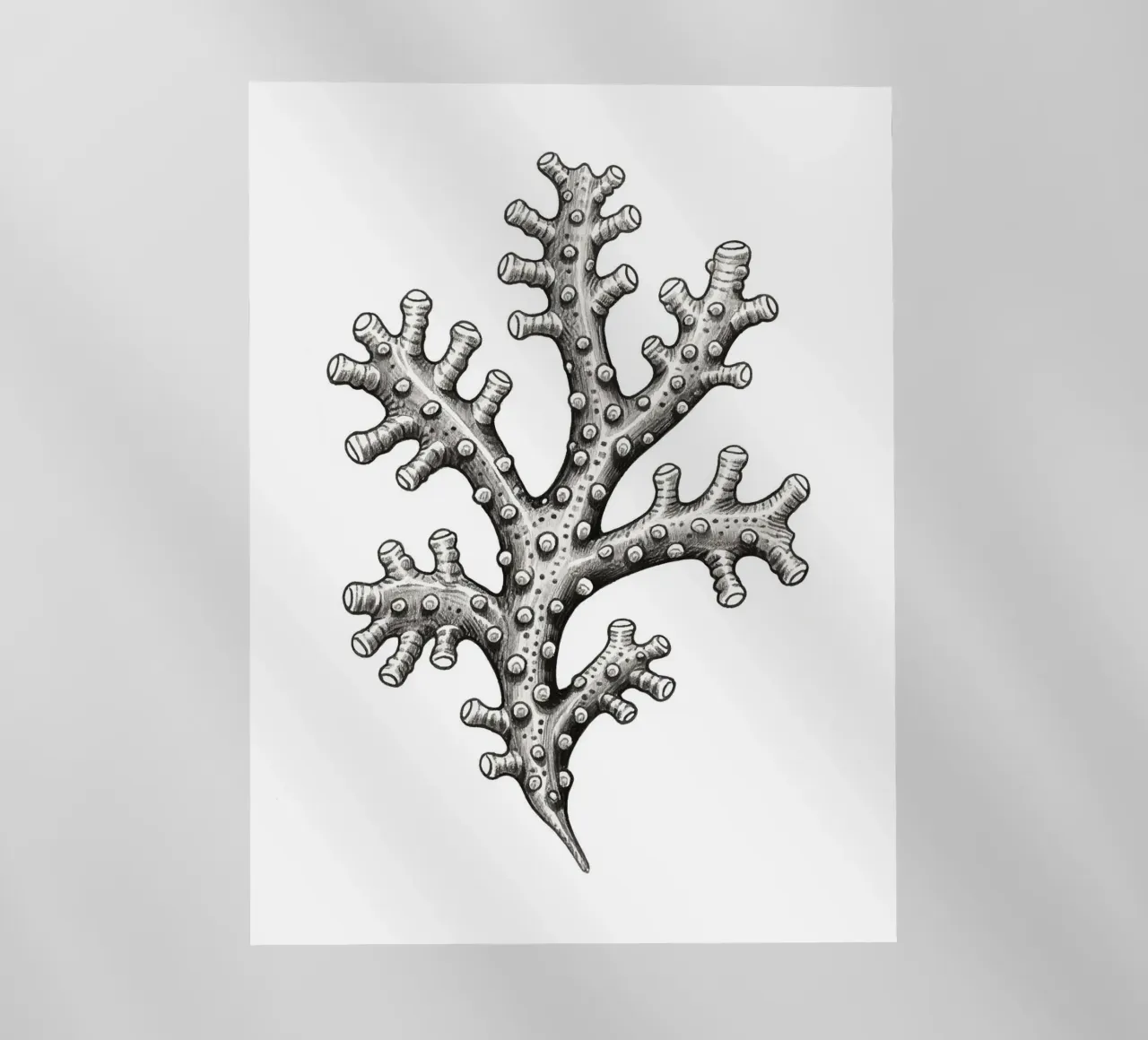 Barnacles pellicola backlit da knowledge