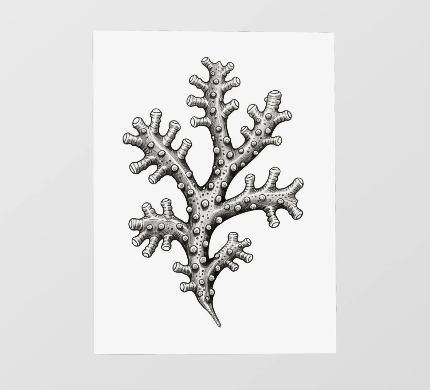 Barnacles pellicola backlit da knowledge