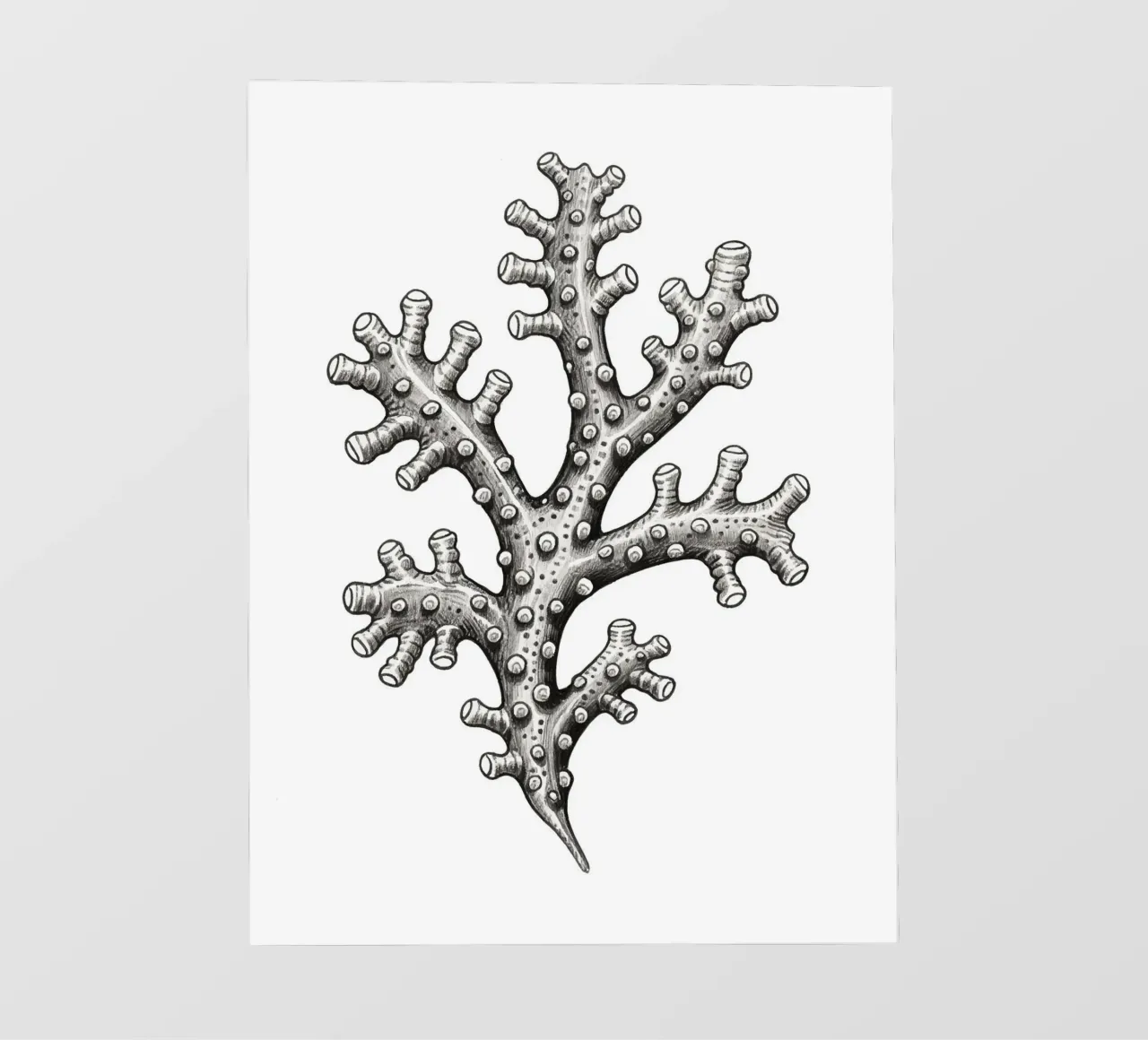 Barnacles telo in pvc da knowledge