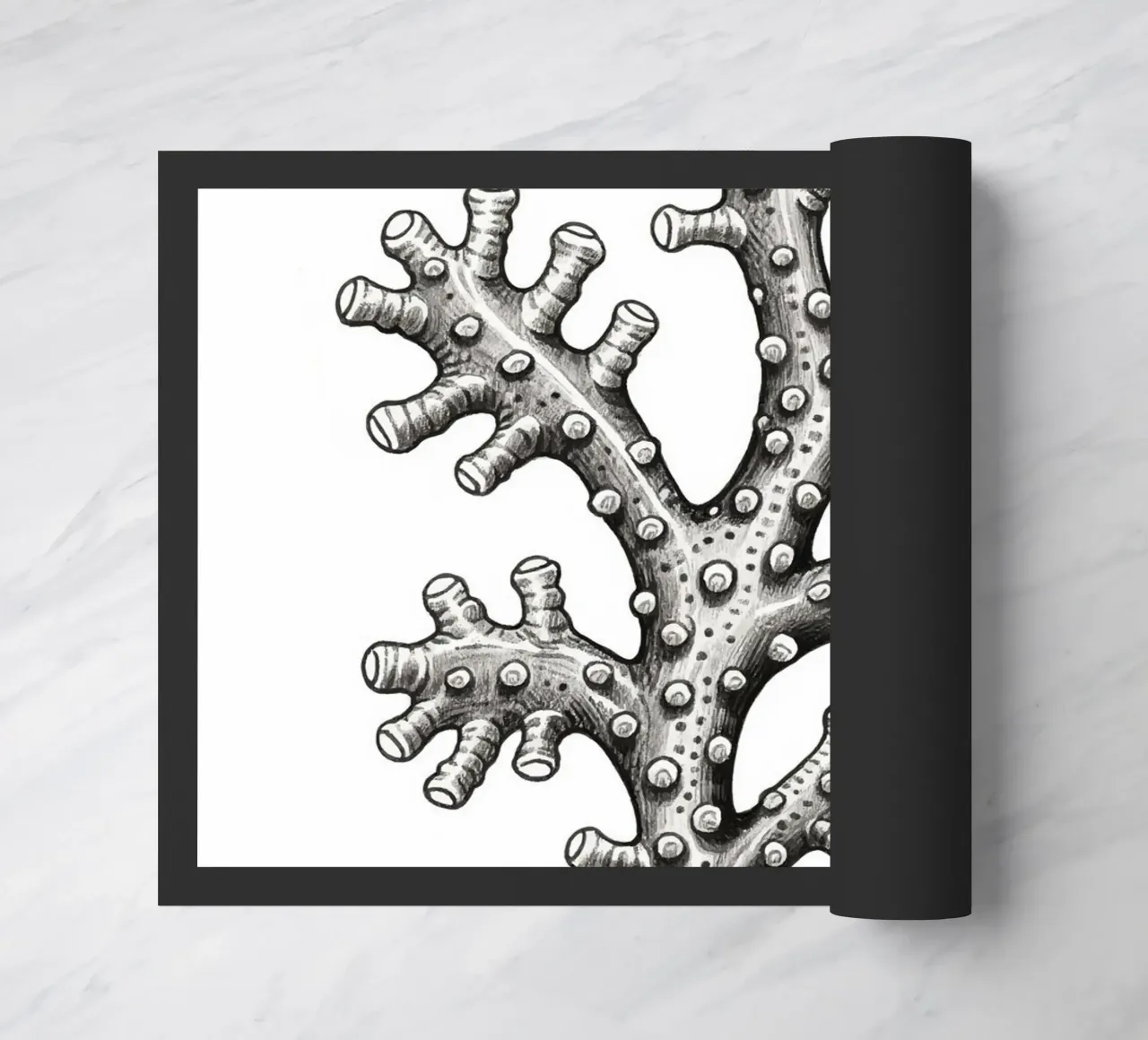 Barnacles zerbino da knowledge