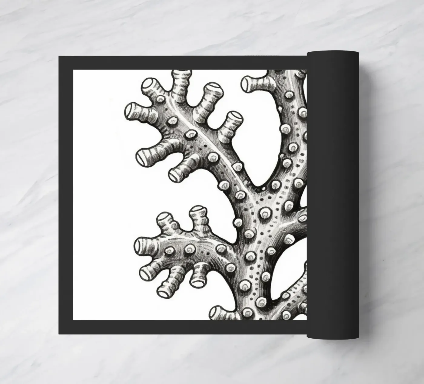 Barnacles zerbino da knowledge