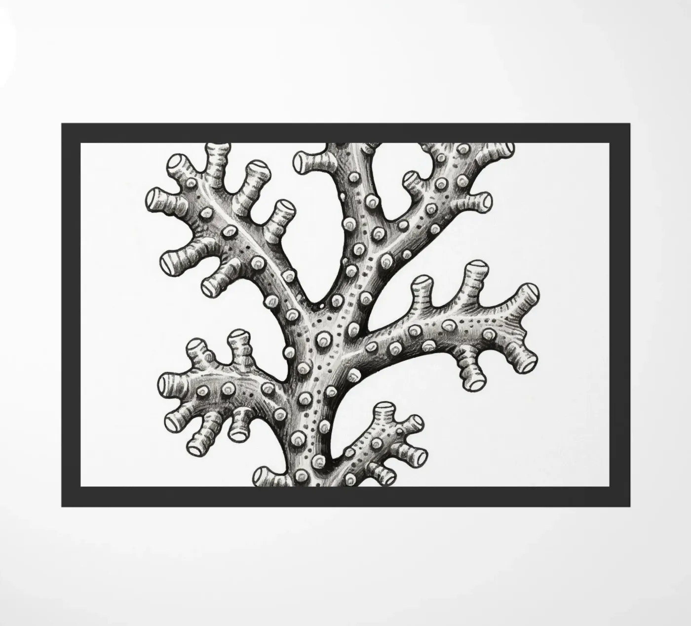 Barnacles zerbino da knowledge