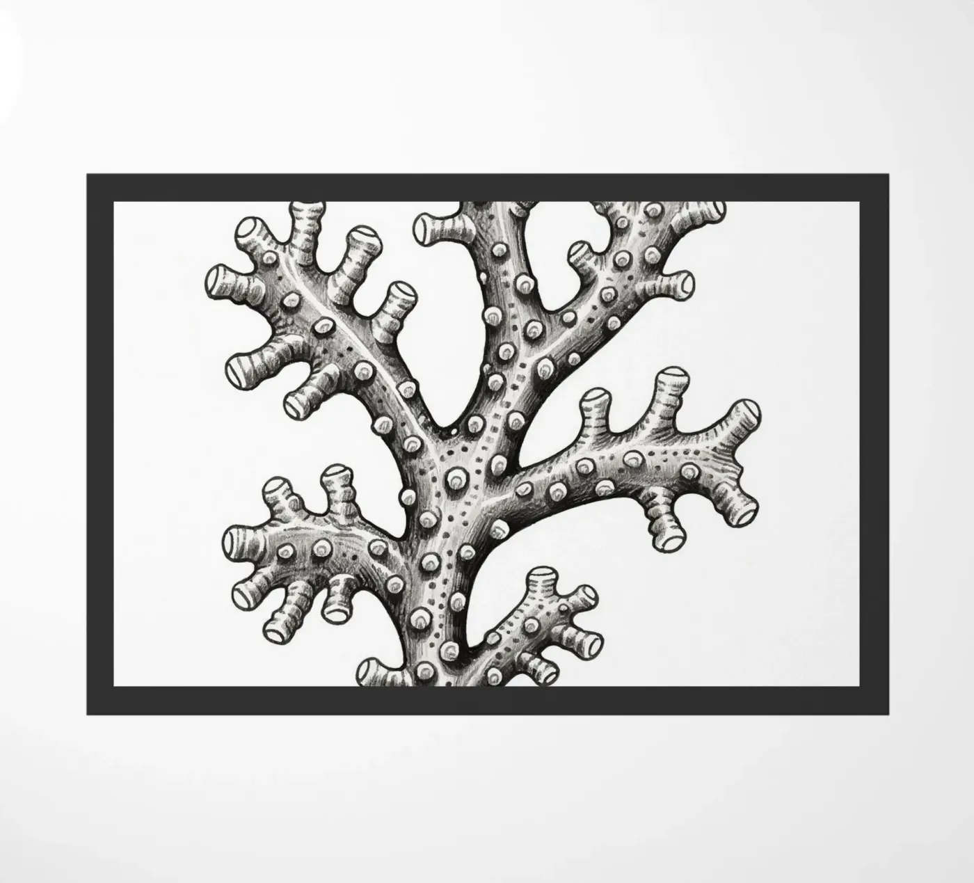 Barnacles zerbino da knowledge