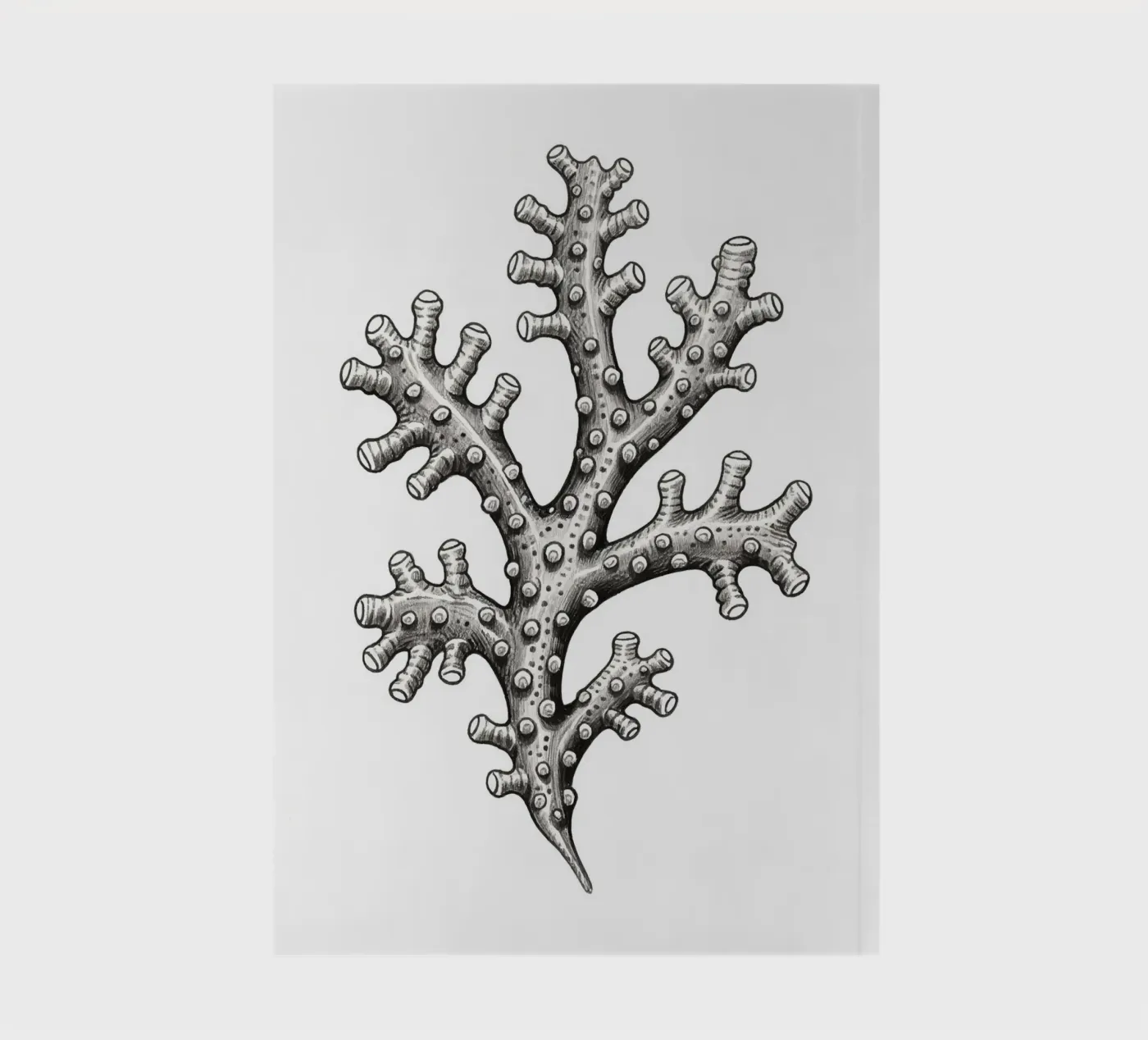 Barnacles notebook by knowledge