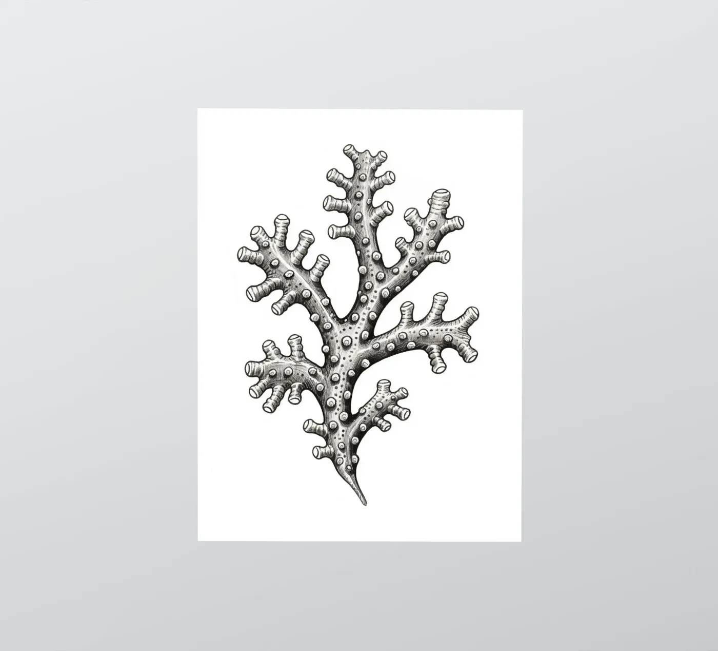 Barnacles sticker by knowledge