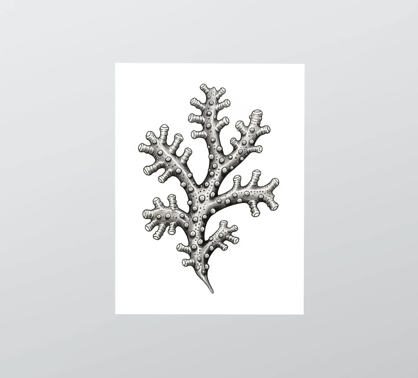 Barnacles adesivo da knowledge