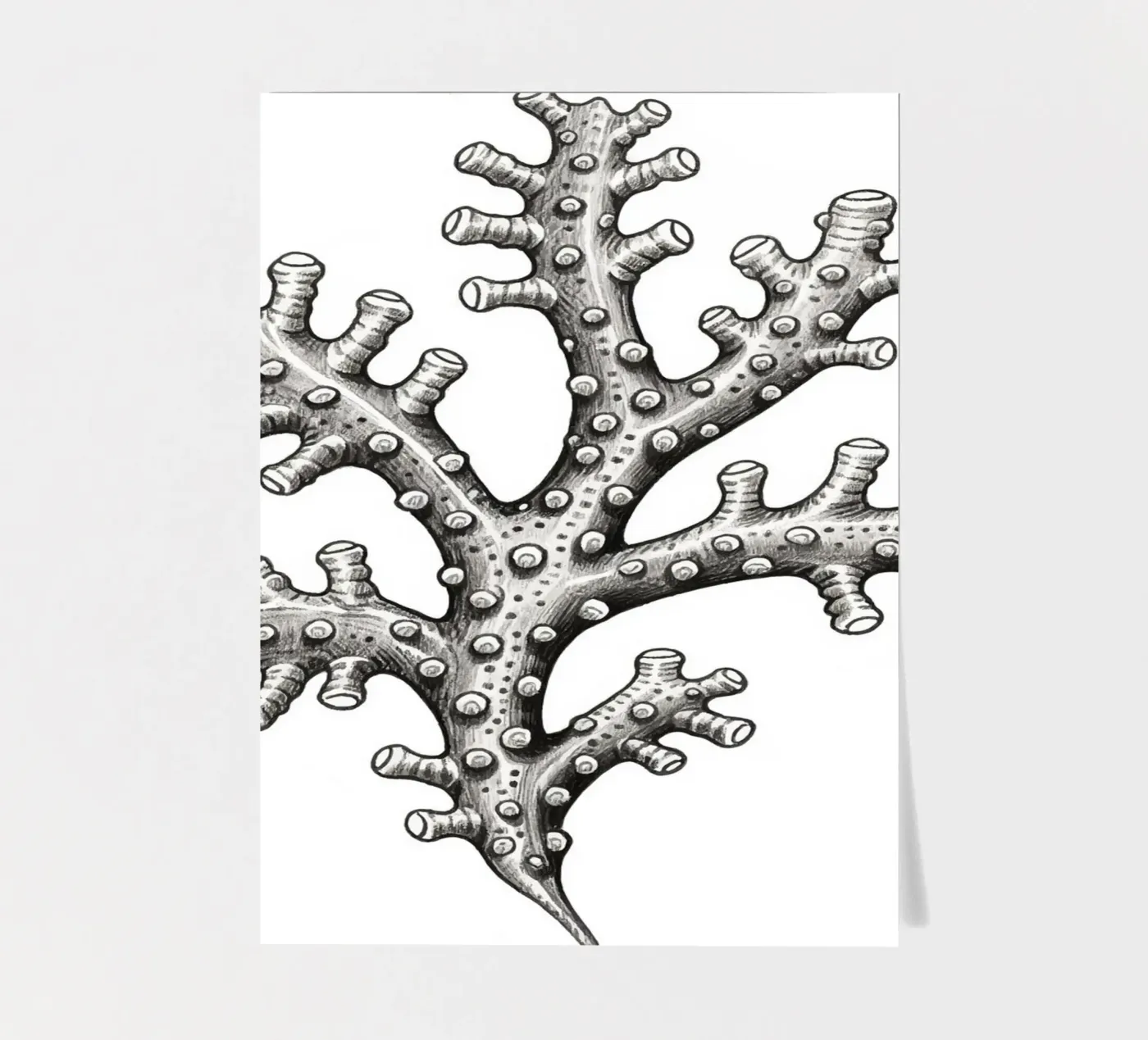 Barnacles foglio adesivo da knowledge