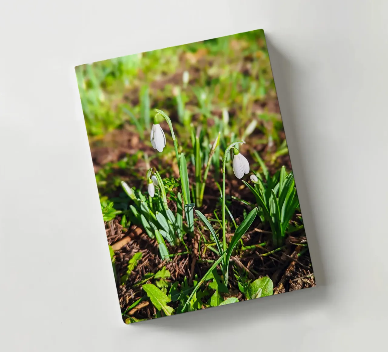 Snowdrop Whisper – Fine Art Print notebook by jay