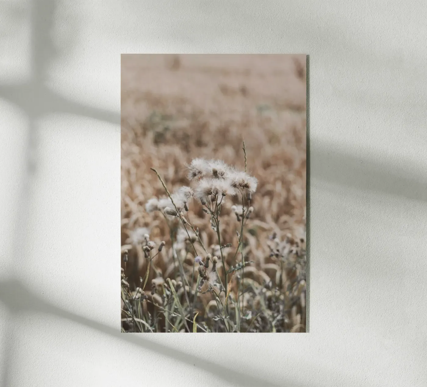 Summer grasses Bohostyle plexiglass da Carinaprint