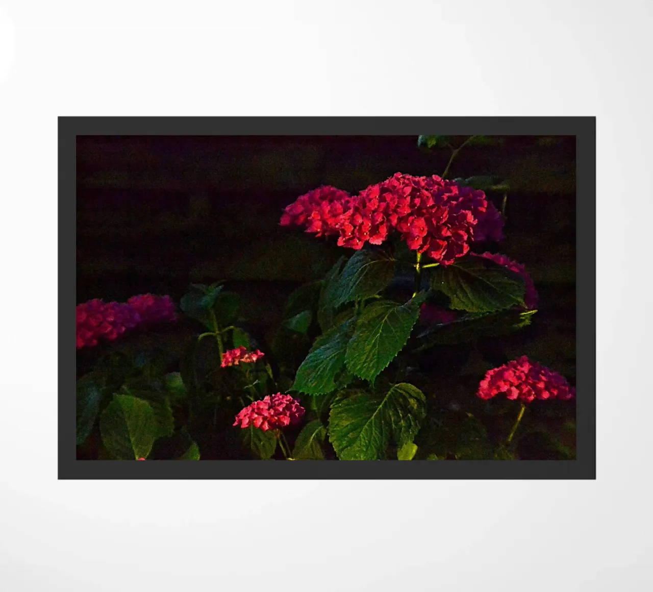 FAA359 zerbino da Thierry vobmann photography